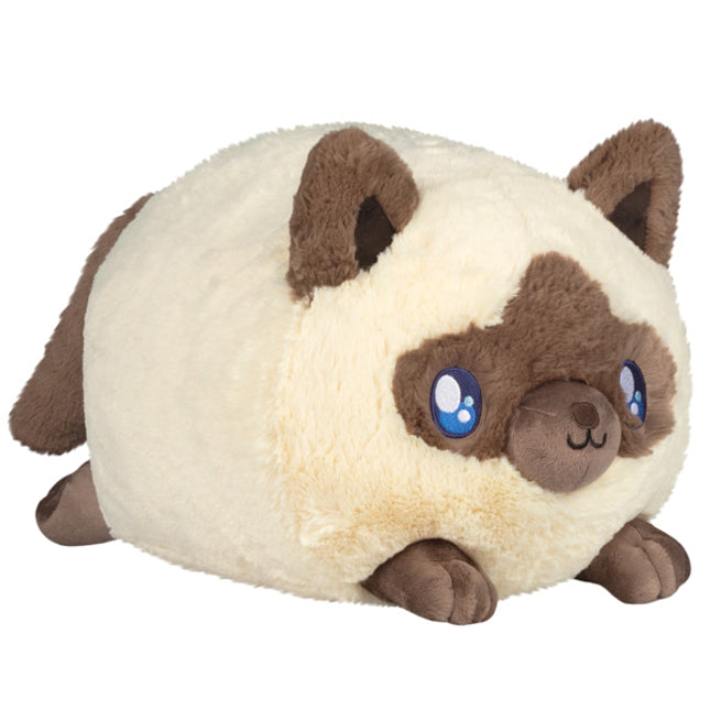 colorpoint kitty front view