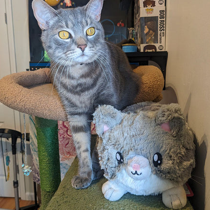 mini grey kitty with cat