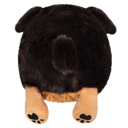 Mini Fluffy Dachshund Back Image 