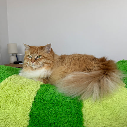 Cat sitting on caterpillar image