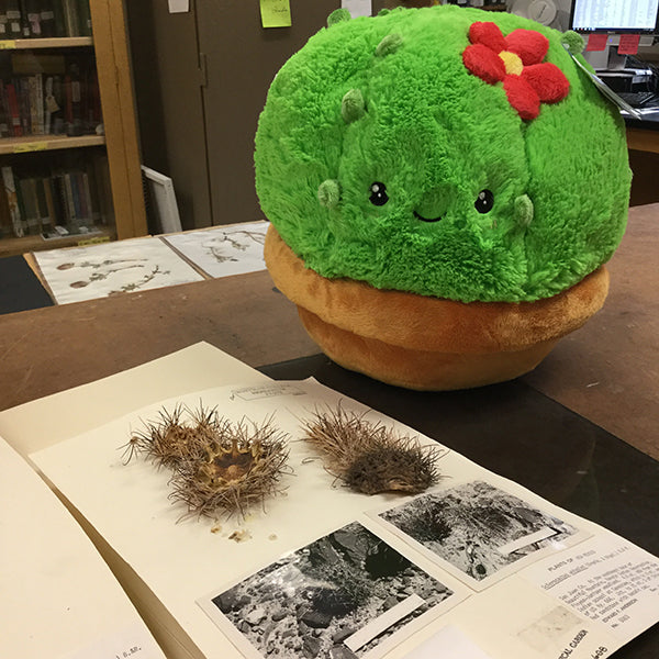 squishable succulent Squishable Cactus (Mini)
