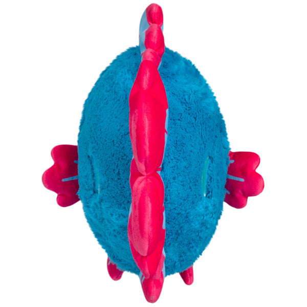 betta fish mystery box Betta Fish, Mini