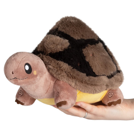 mini tortoise main image