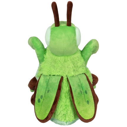 Mini Praying Mantis Top Image