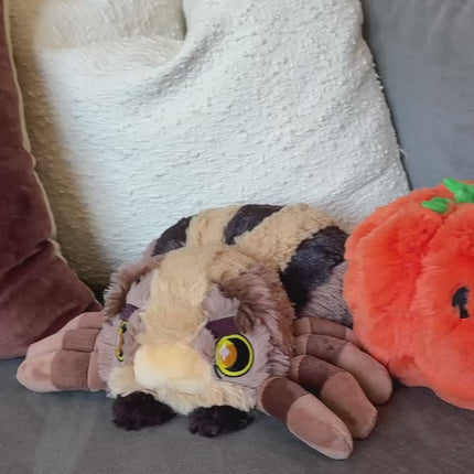 wolf spider and pumpkin on the couch video