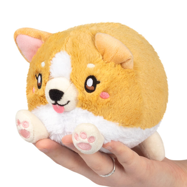 snacker baby corgi front view