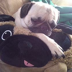squish pug 15 user2