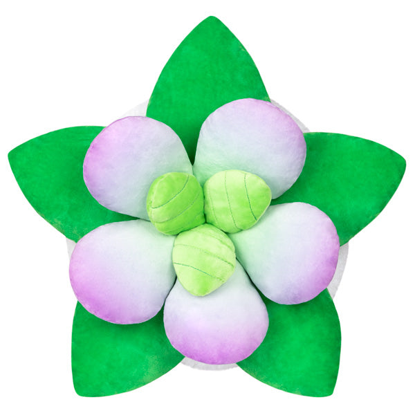 squishable succulent Squishable Succulent