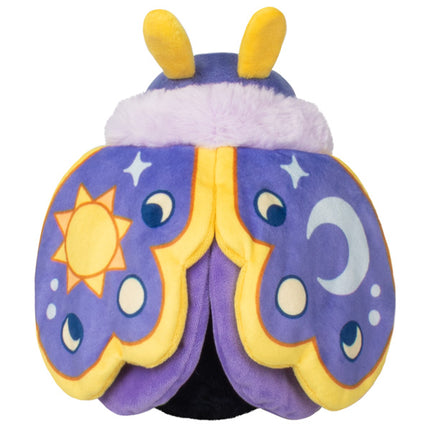 squee starry moth top view