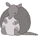 Squishable Dilly the Armadillo thumbnail
